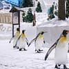 Ski Dubai Snow Plus For 1, 2, Or 4 â Ski, Slide & See Penguins! Dubai - Image 4